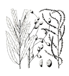 Alchornea castaneifolia Iporuru Alchornea castaneifolia Iporuru